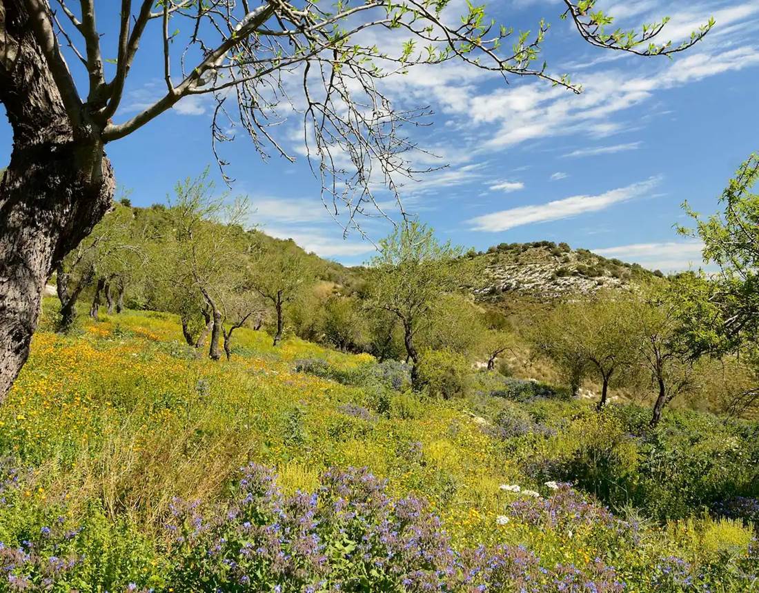 Villa-dolce-Valle-Ragusa-291b5806_original