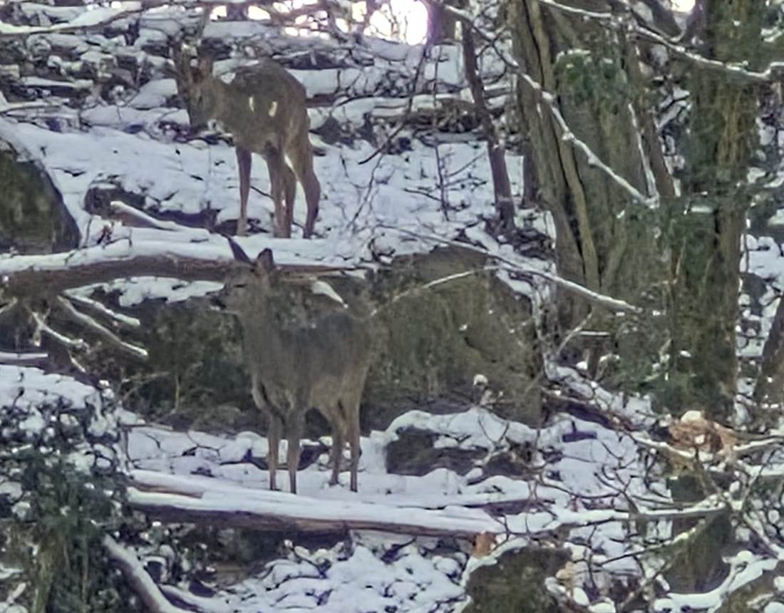 passage de chevreuils dans le bois à l'arrière du Loft du Renard