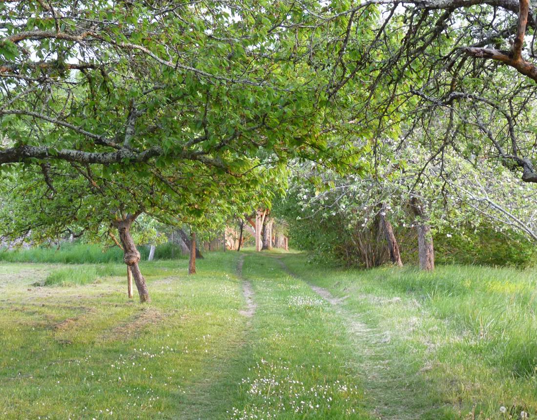 chemin d'accès a La Petite Cabane perchée INYAQAB Cause de Clérans Dordogne Périgord