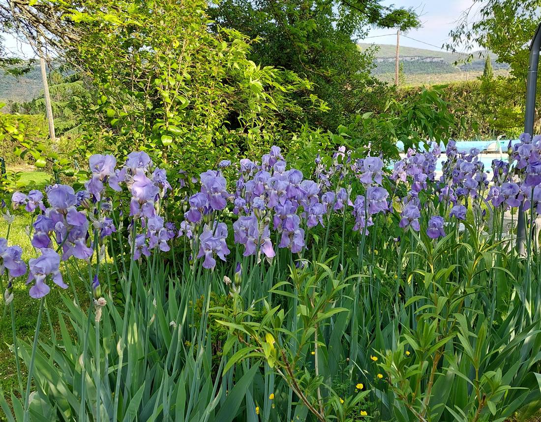 Jardin, Iris