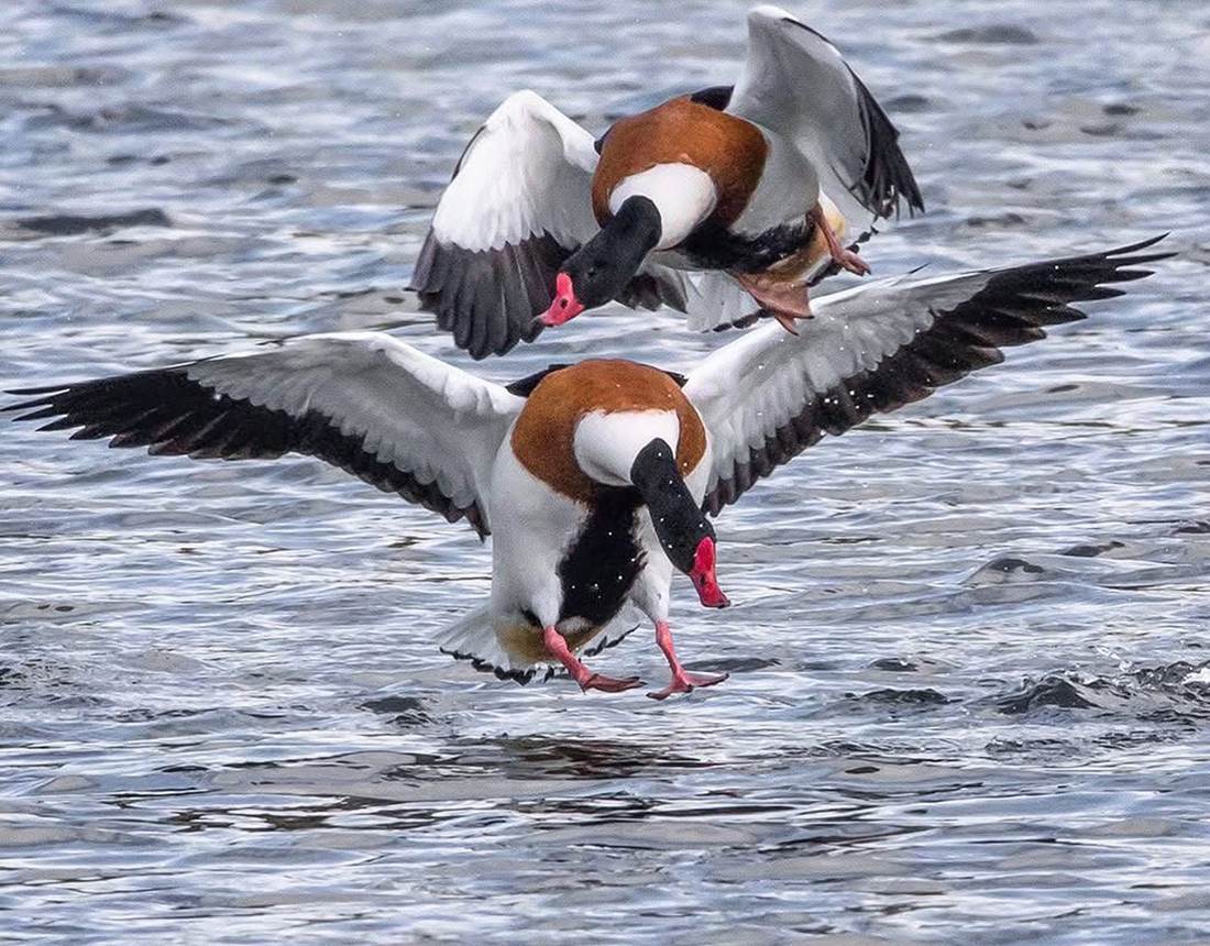 Tadorne Gites La Baie des Remparts Baie de Somme Picardie France