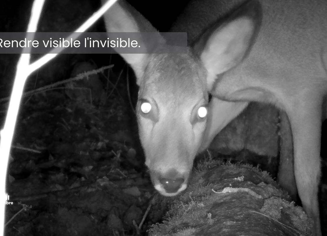 chevreuil illustration