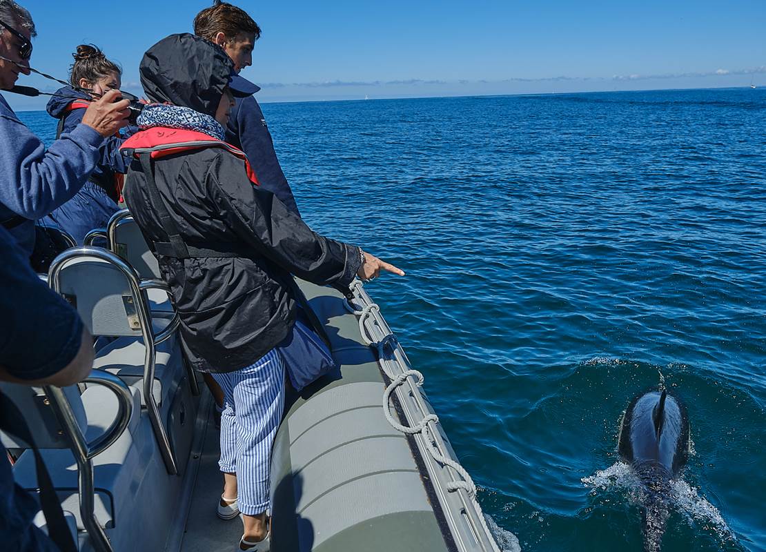 Dauphin  jouant dans les vagues du bateau