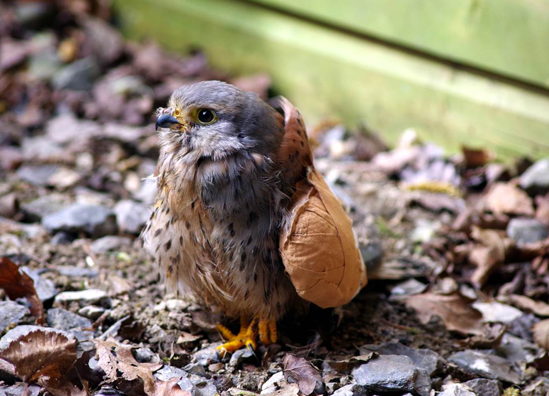 Oiseau en revalidation