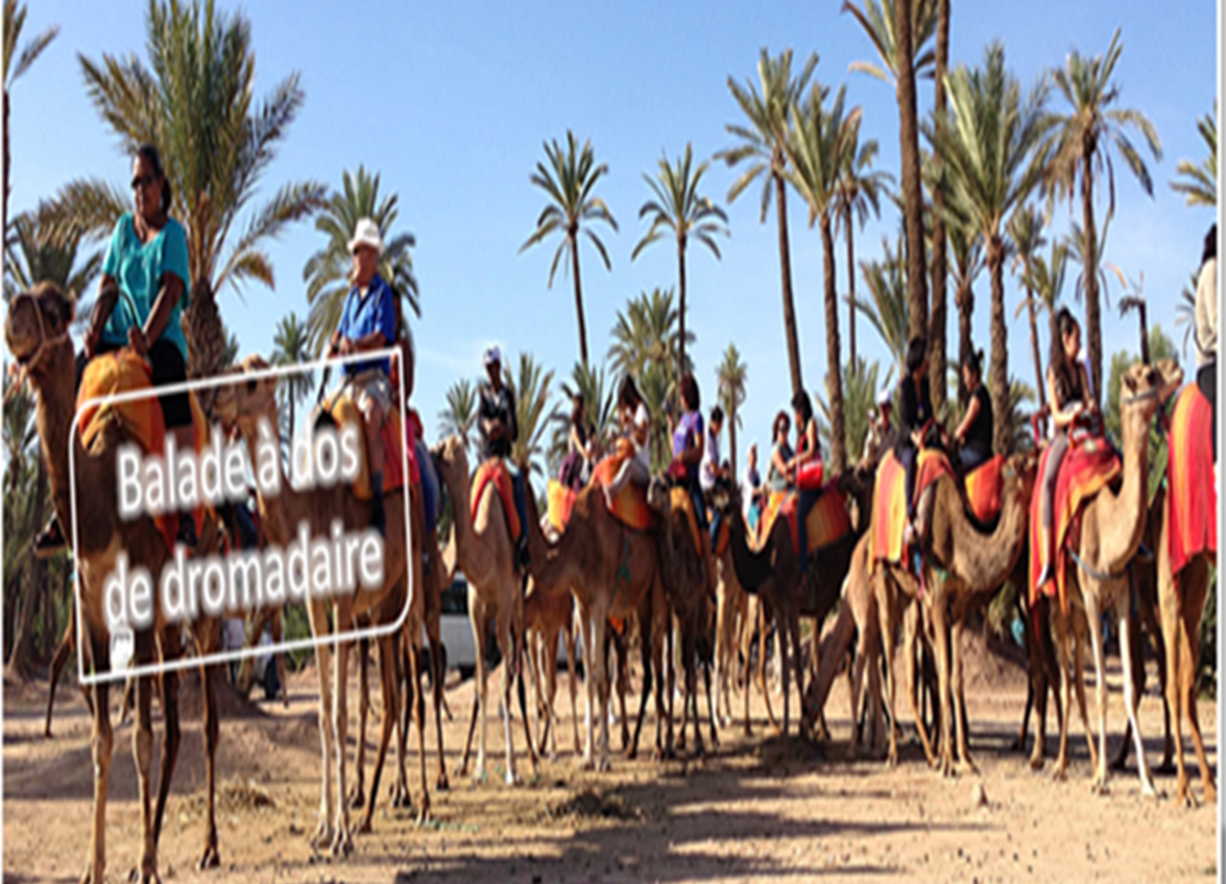 dromadaire 20