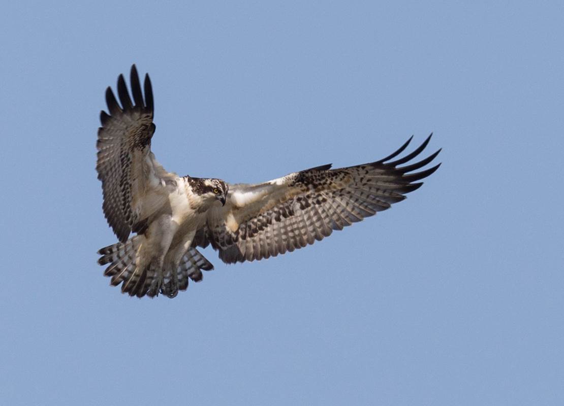 Balbuzard Pêcheur ©Pierre Bottin