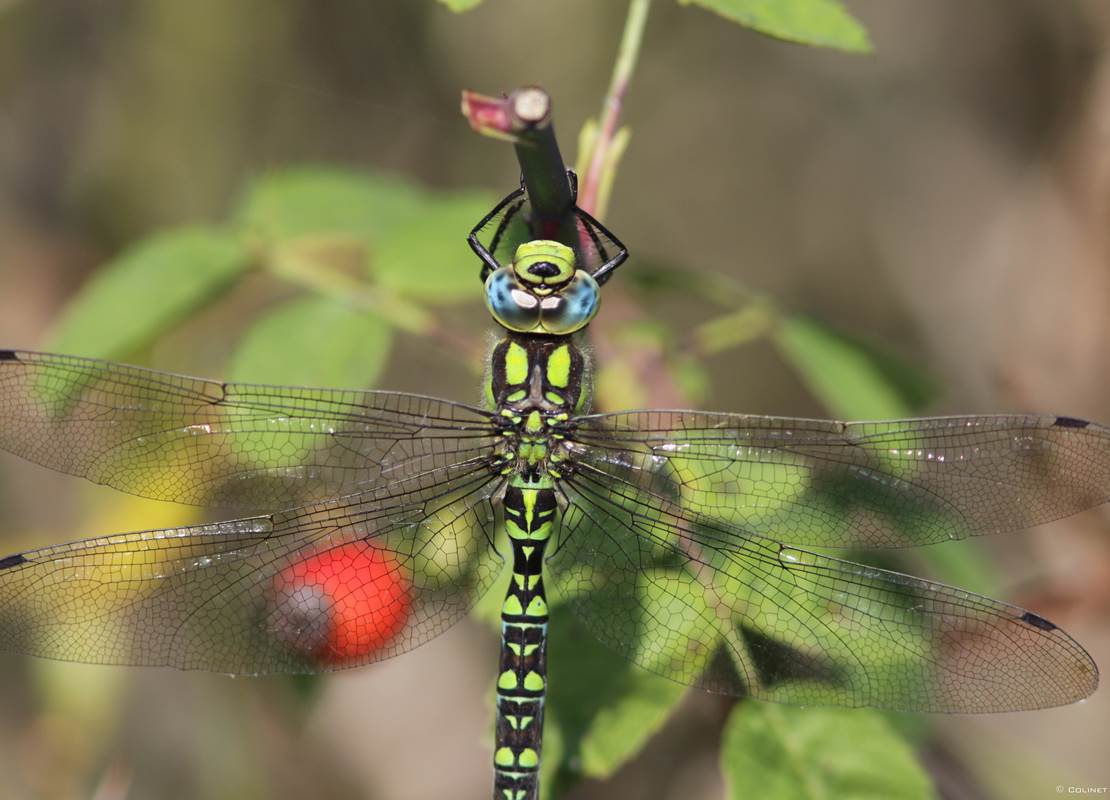 Aeschne Bleue ©Olivier Colinet