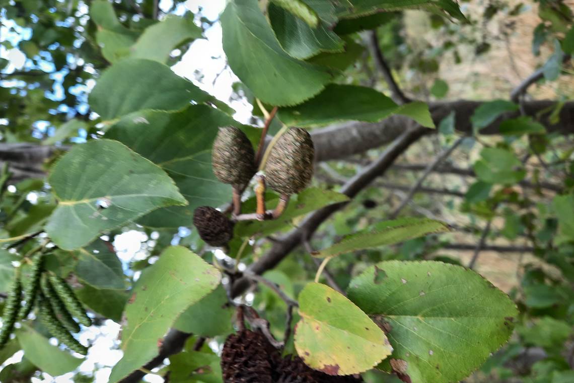 30.08.2026 - Salix cordata 09 Manants