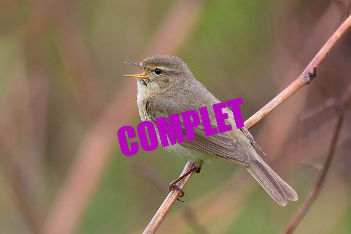 01.05.2026 - Aube des oiseaux ©Gauthier DE GEEST - Copie