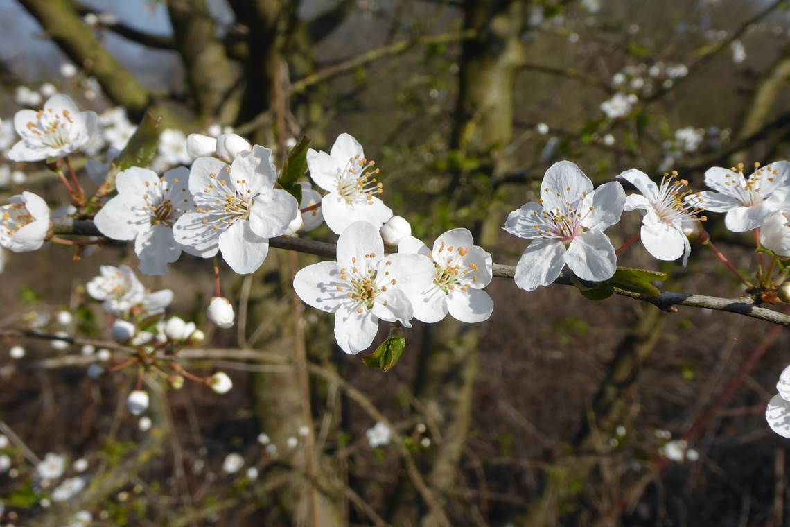 17.05.2026 - Prunus spinoza Prunelier 03 Motte du Manant