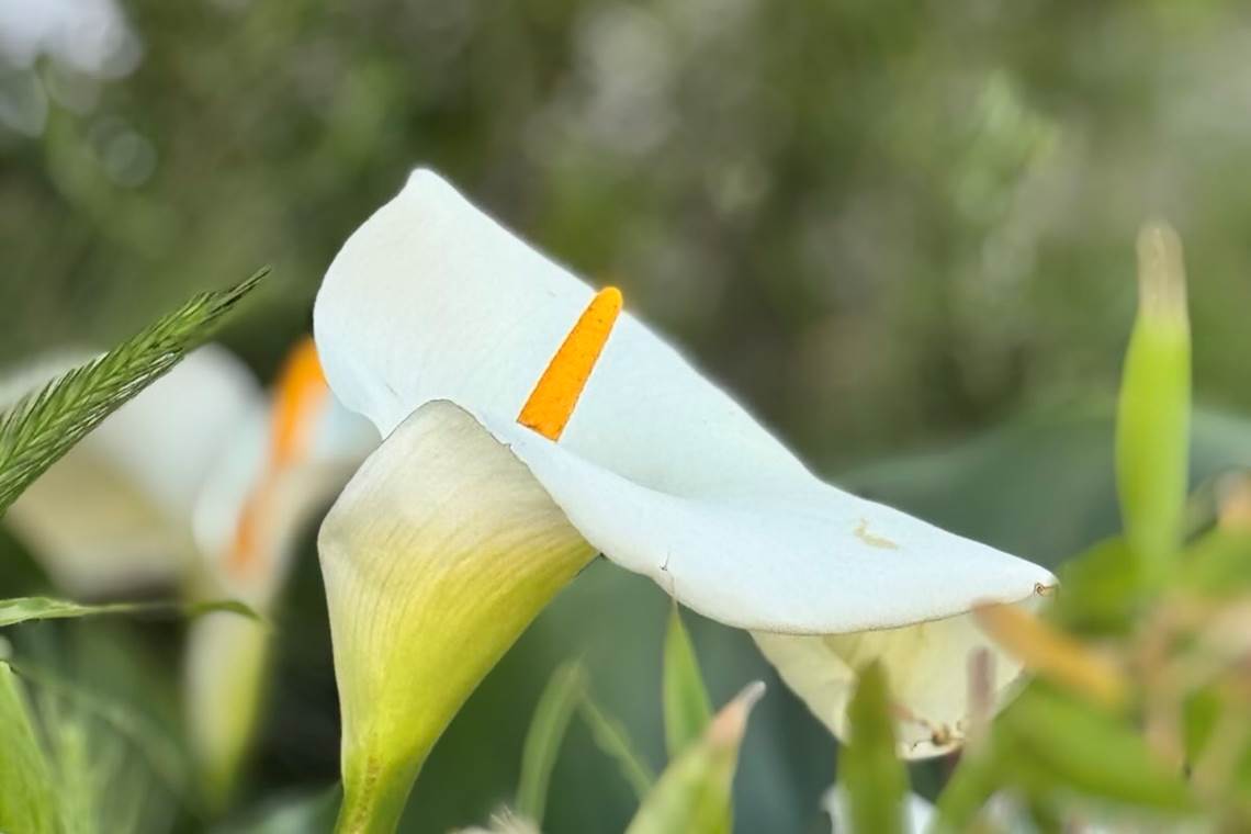 fleur-calla-jardin-location-lauragaise