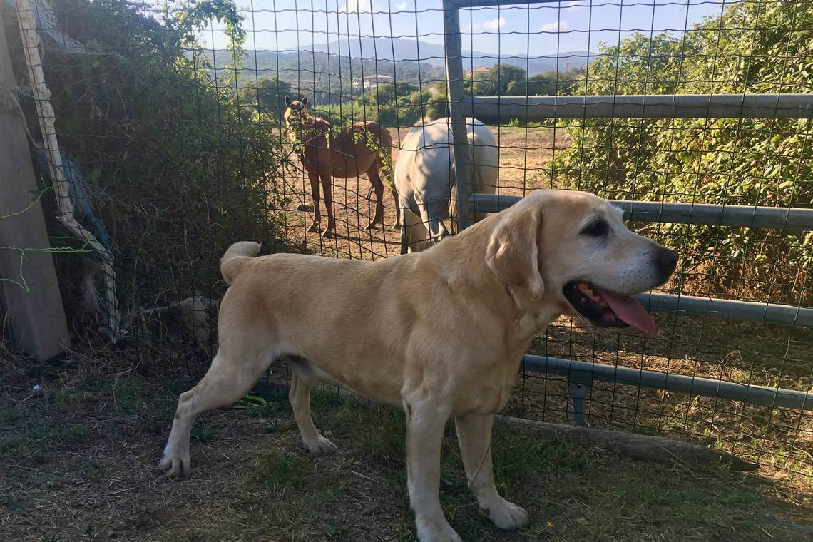 sur le chemin de la plage
