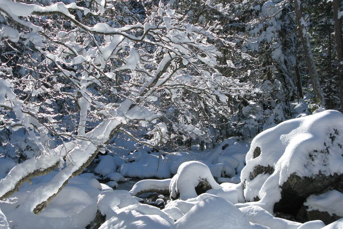 Sous-bois chargé de neige