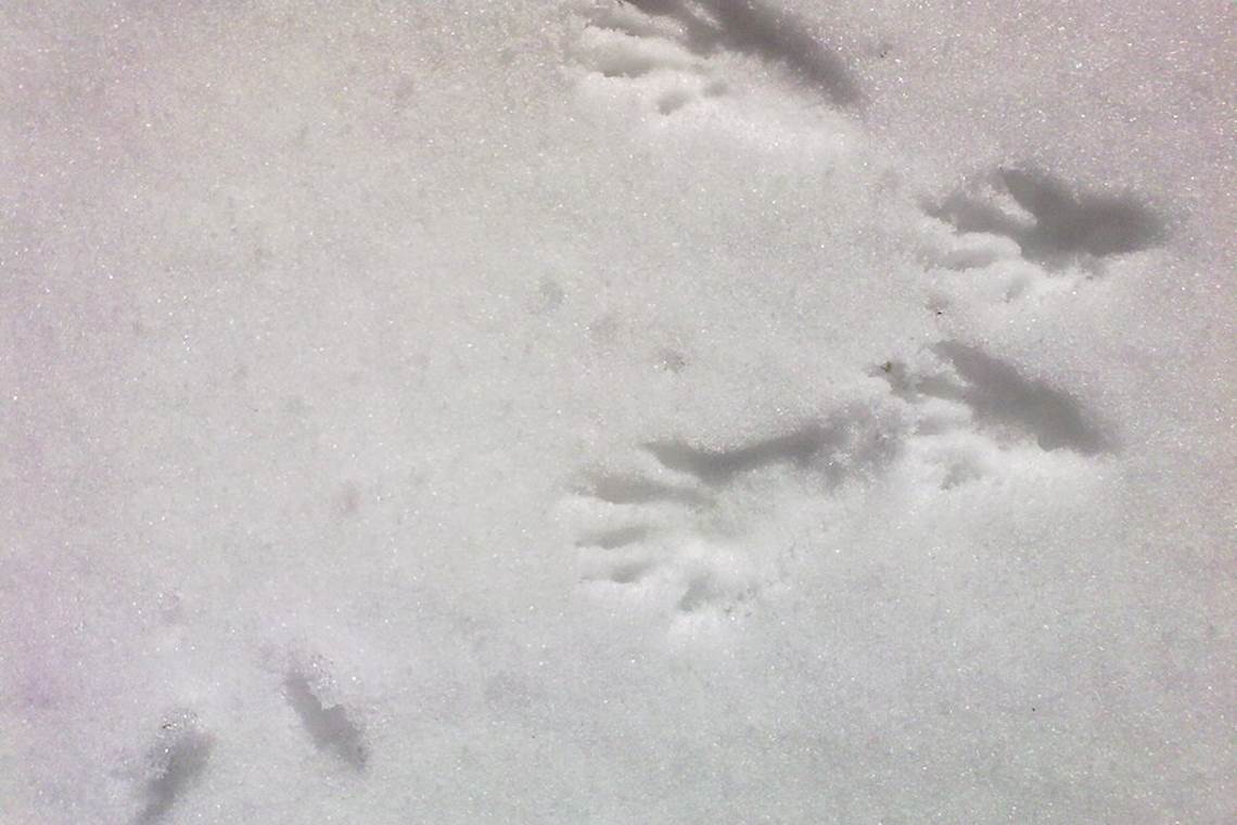 Empreintes d'écureuil dans la neige