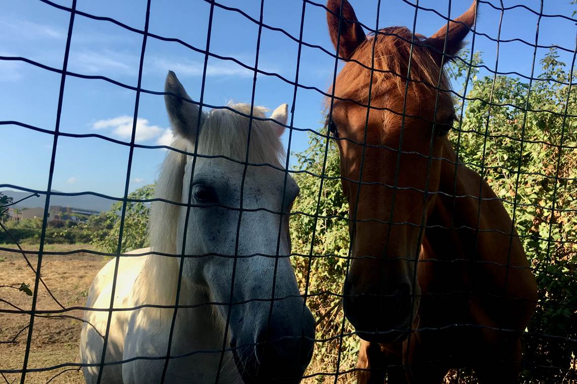 sur le chemin de la plage