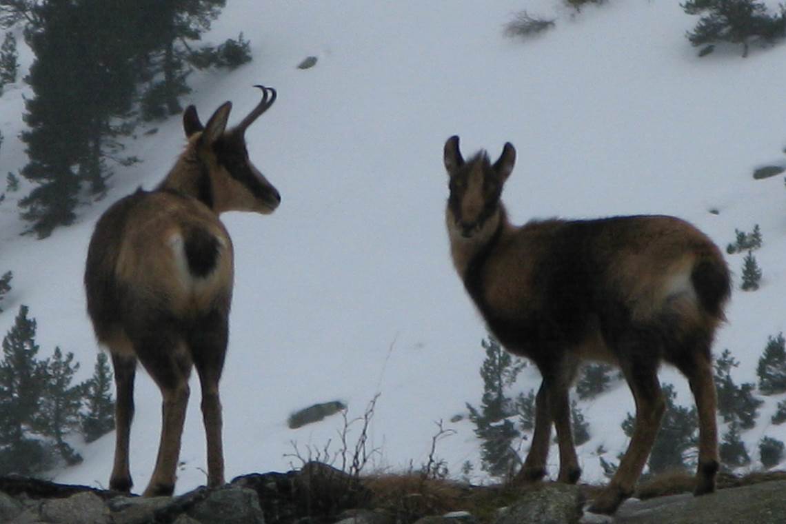 Randonnée à la rencontre des isards et des bouquetins