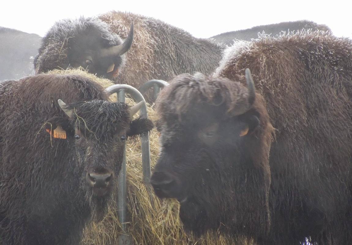 Les bisons de Recogne-page