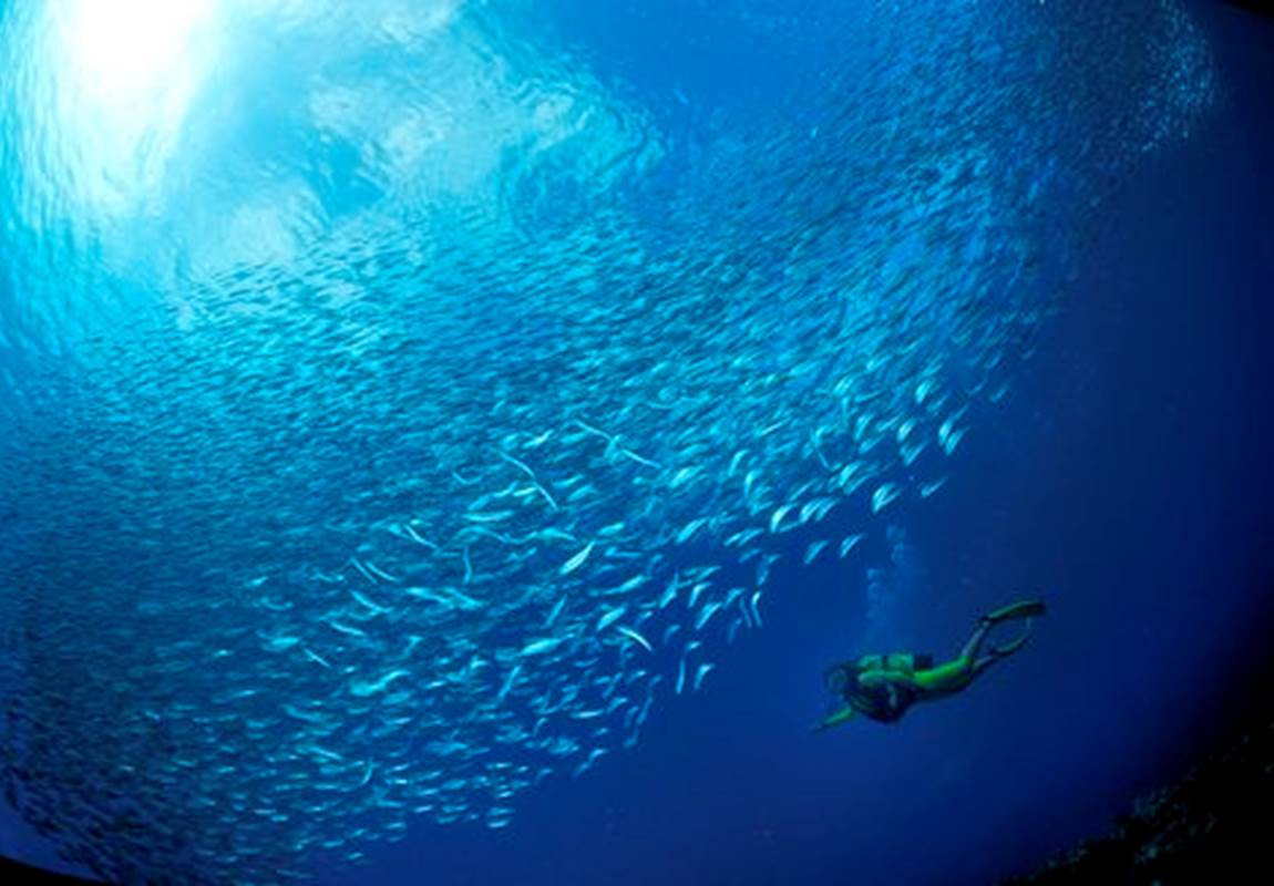 plongee_fonds_marins18_banc_de_sardines_-_credit_irt_-_laurent_beche_dts_12_2014-page