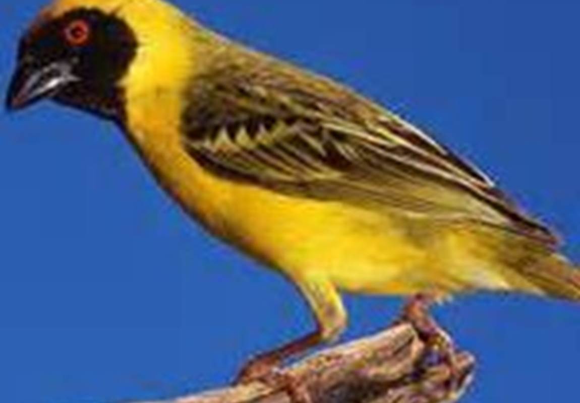 belier jardin eden-page