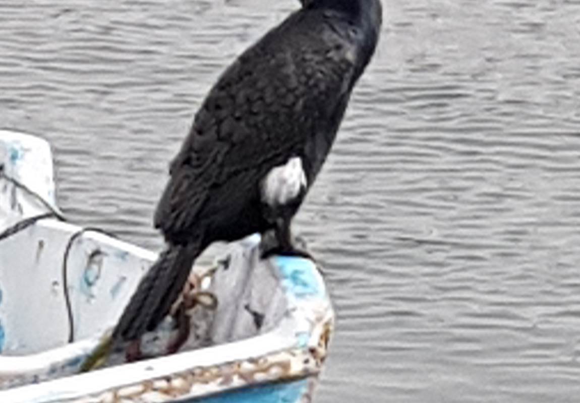 excursions en bateau Côte d'Azur-page