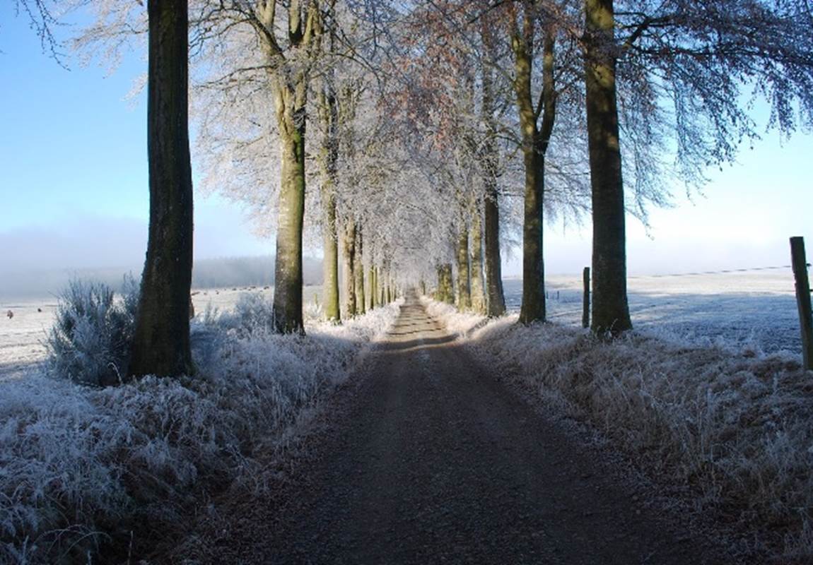 La route "Madame" bordée de hêtres rouges et verts en alternance-page
