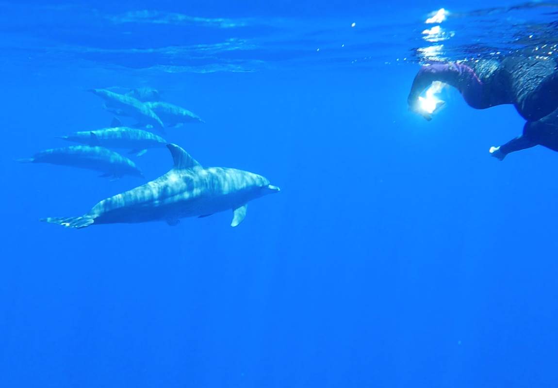 nages avec les cetacés-page