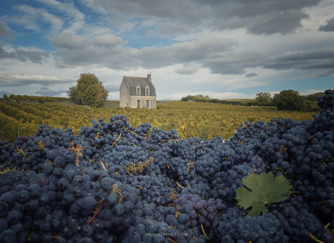 PIERRE & BERTRAND COULY - Vue sur le domaine