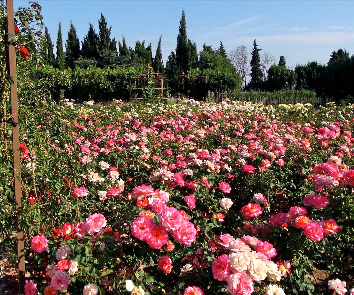 Roses roses