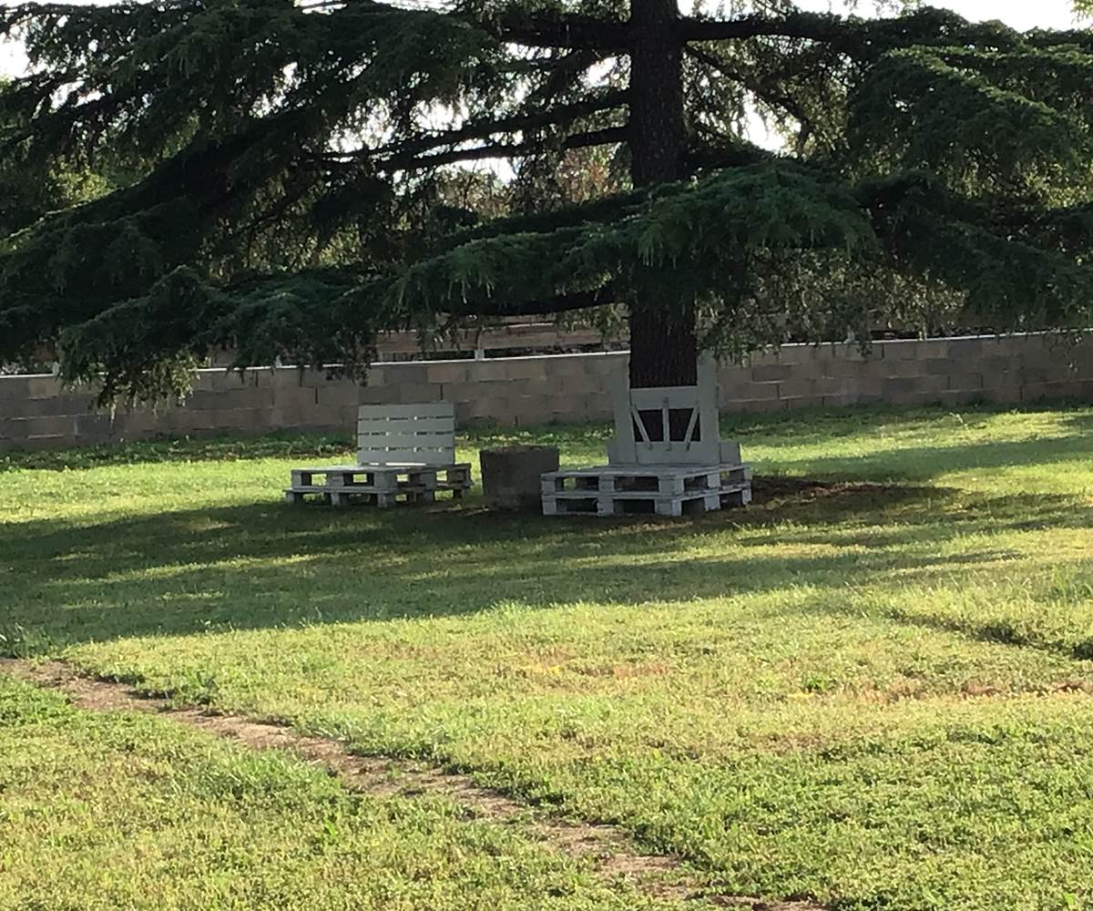 sous le cèdre au calme