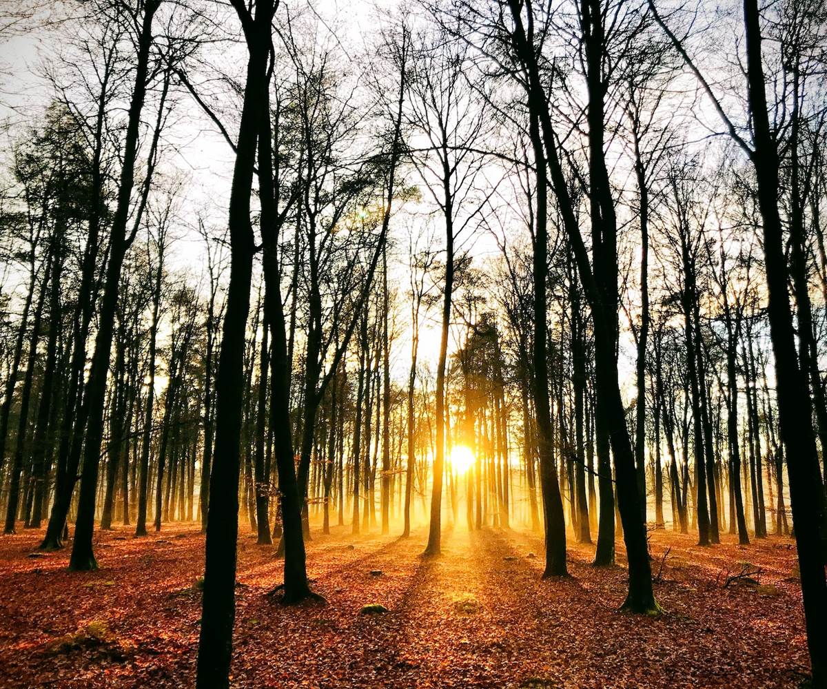 brasovert_gite_ardenne44