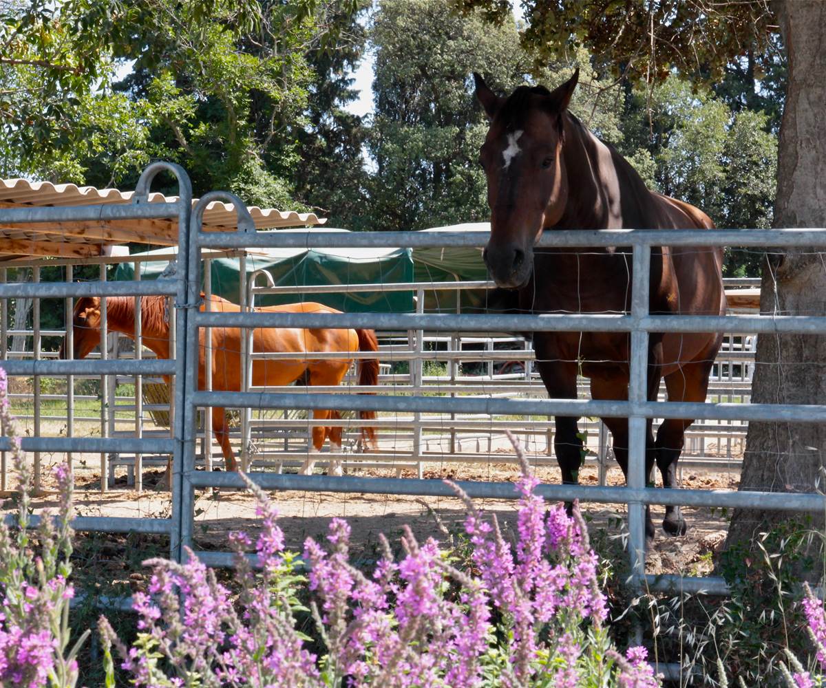 Chevaux
