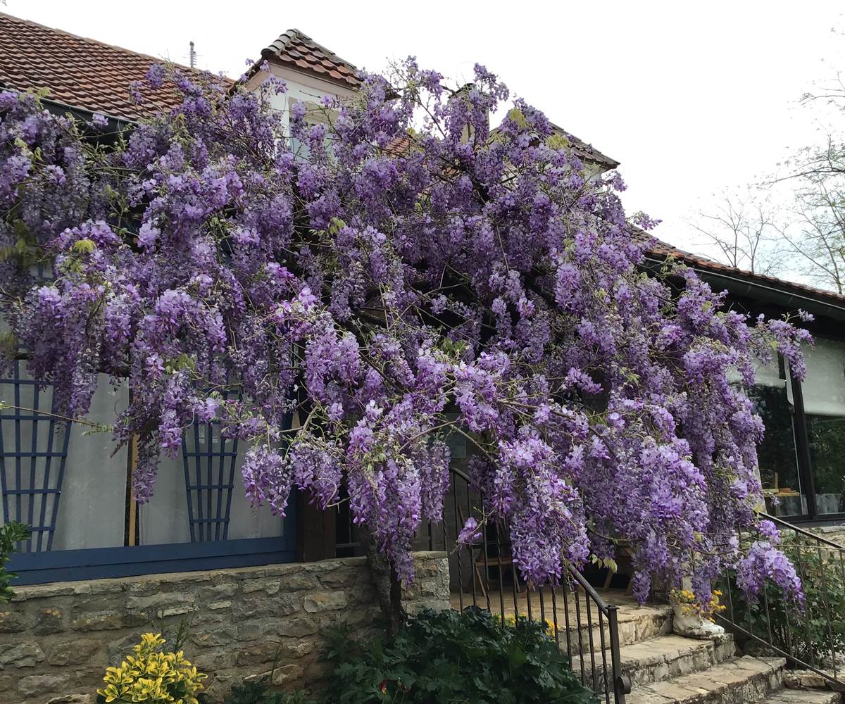 une glycine somptueuse