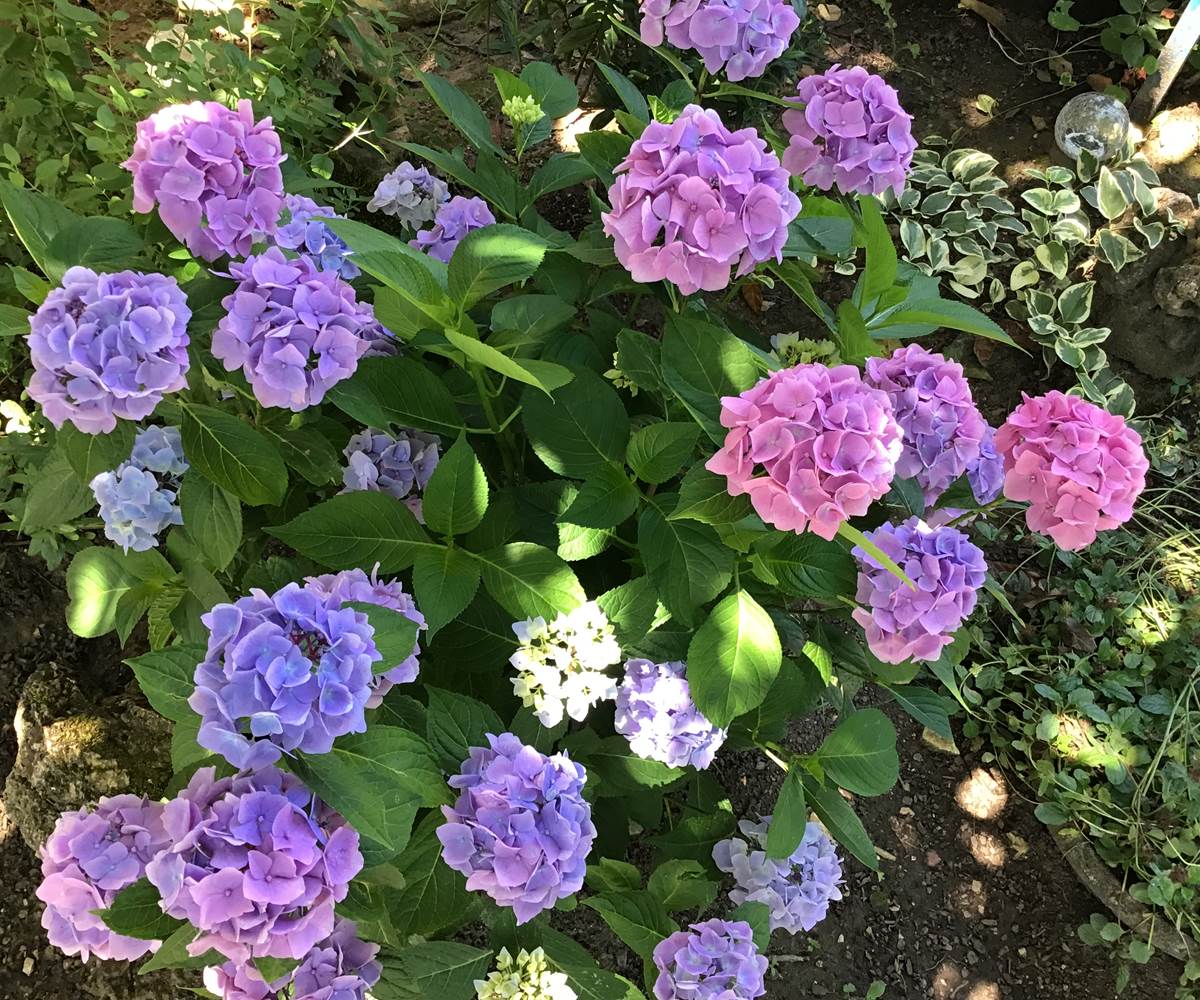 Les hortensias au jardin Marie