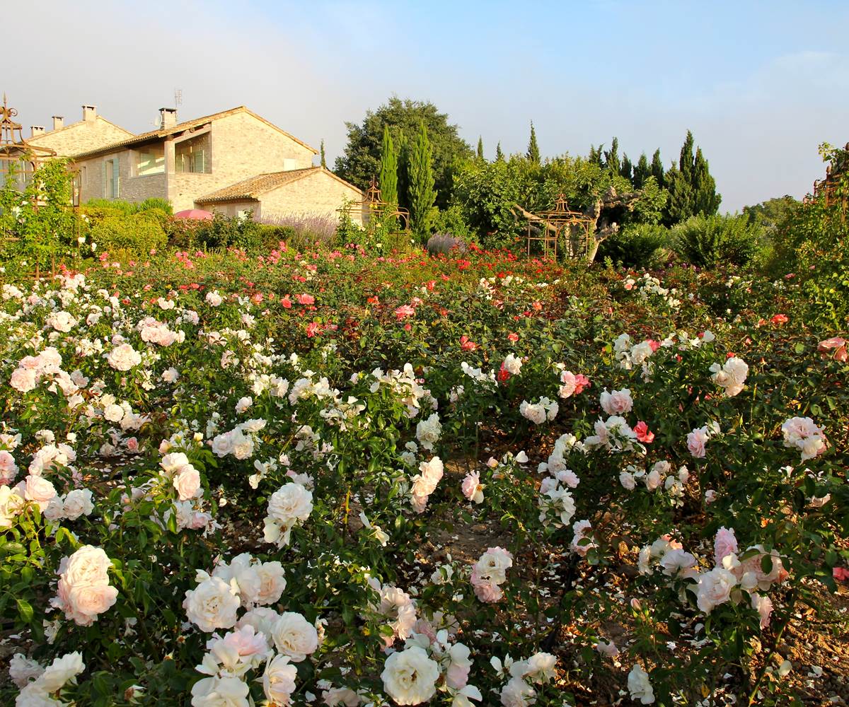 Roses pales