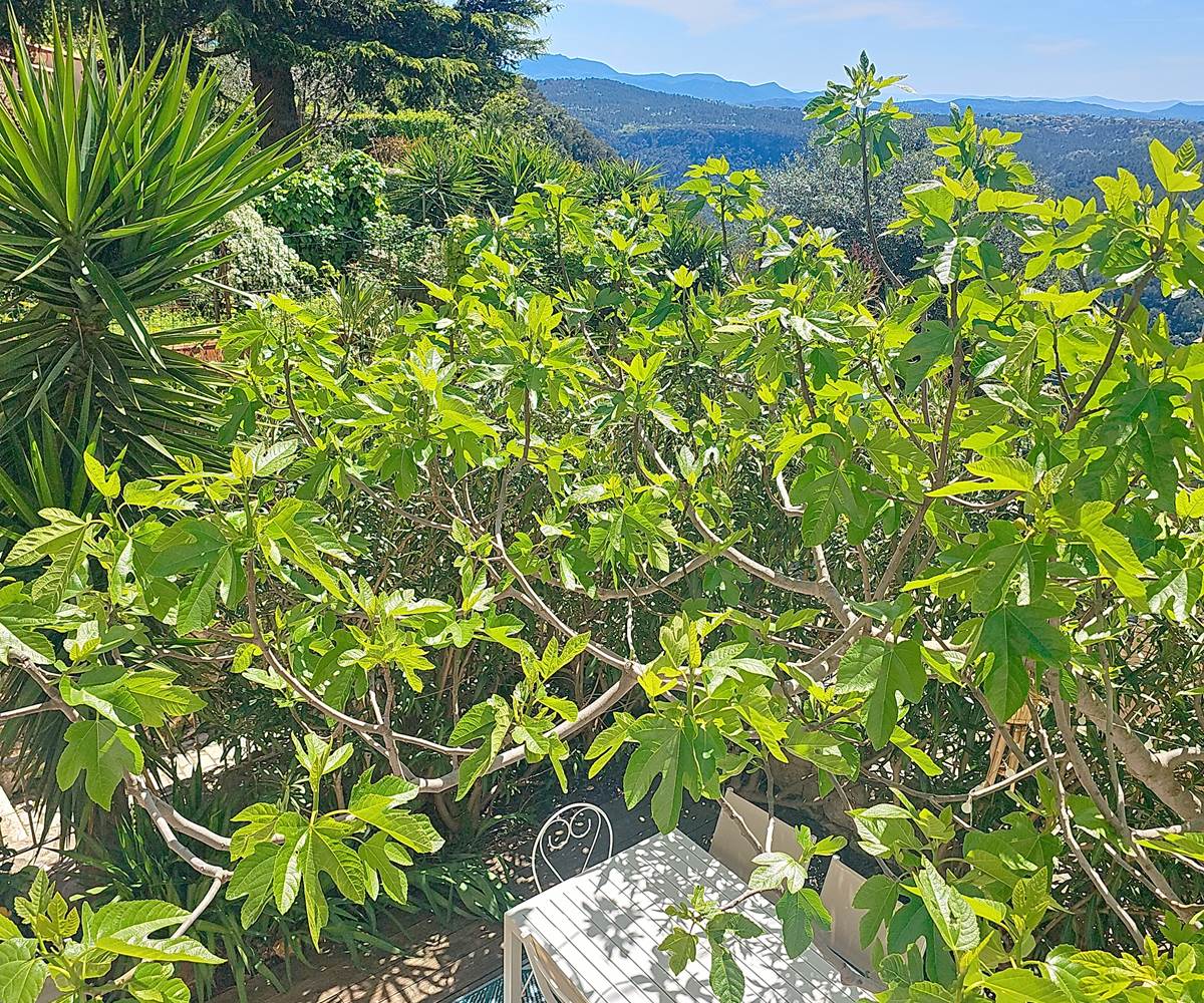 Un figuier généreux vous offre une oasis de calme et de fraîcheur.