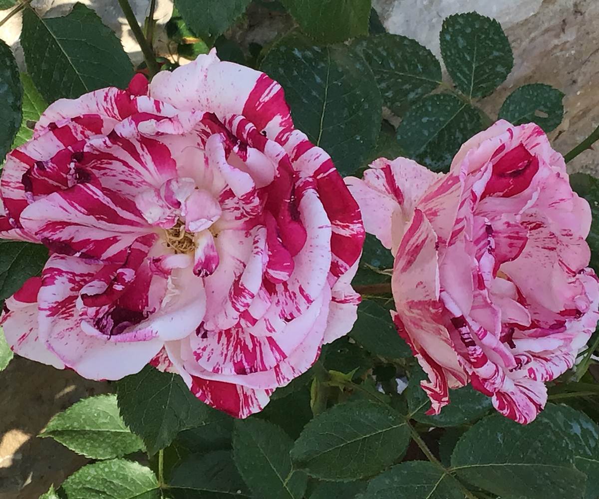 fleur (6)