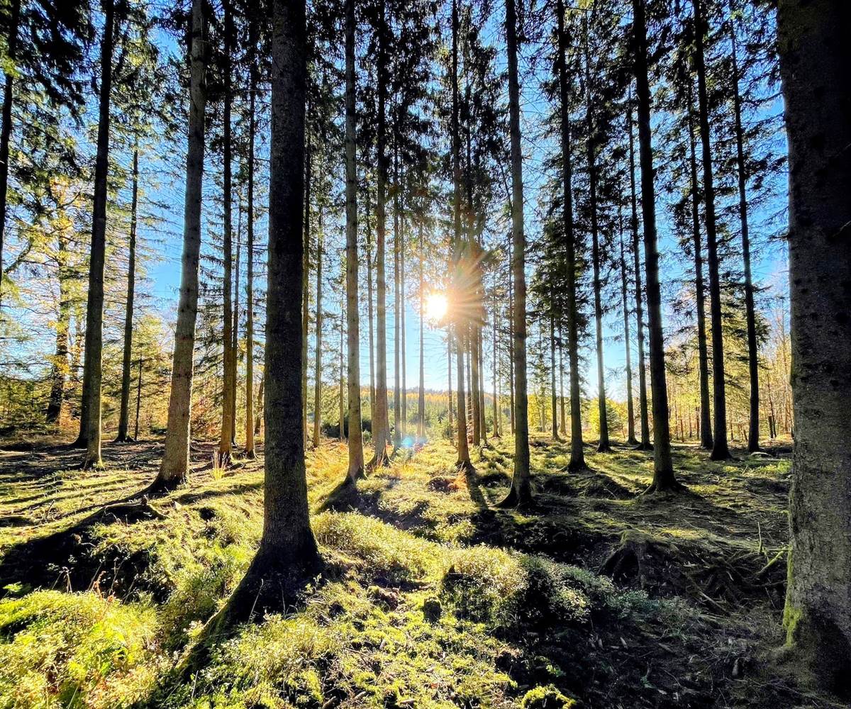 brasovert_gite_ardenne39