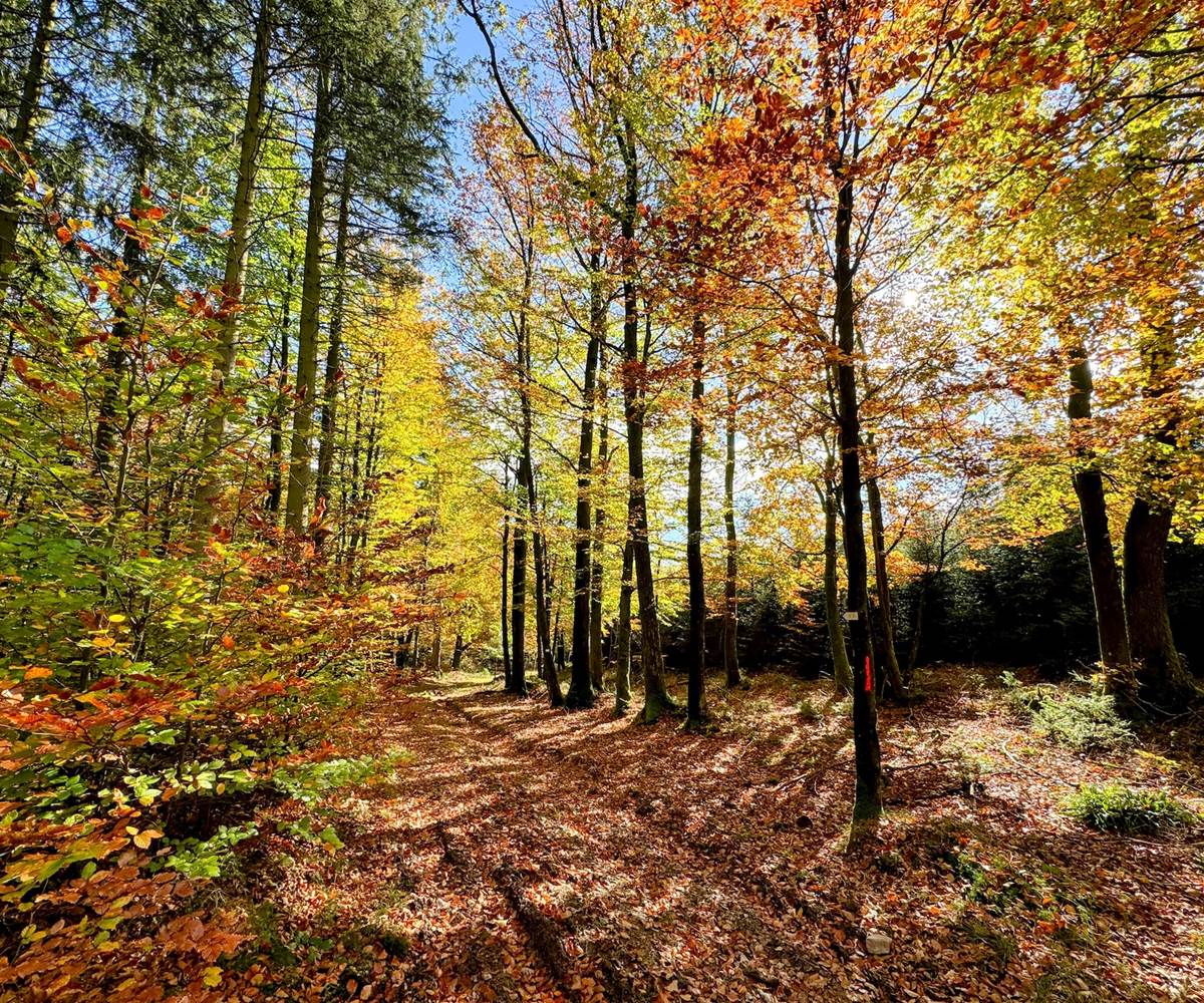 brasovert_gite_ardenne45