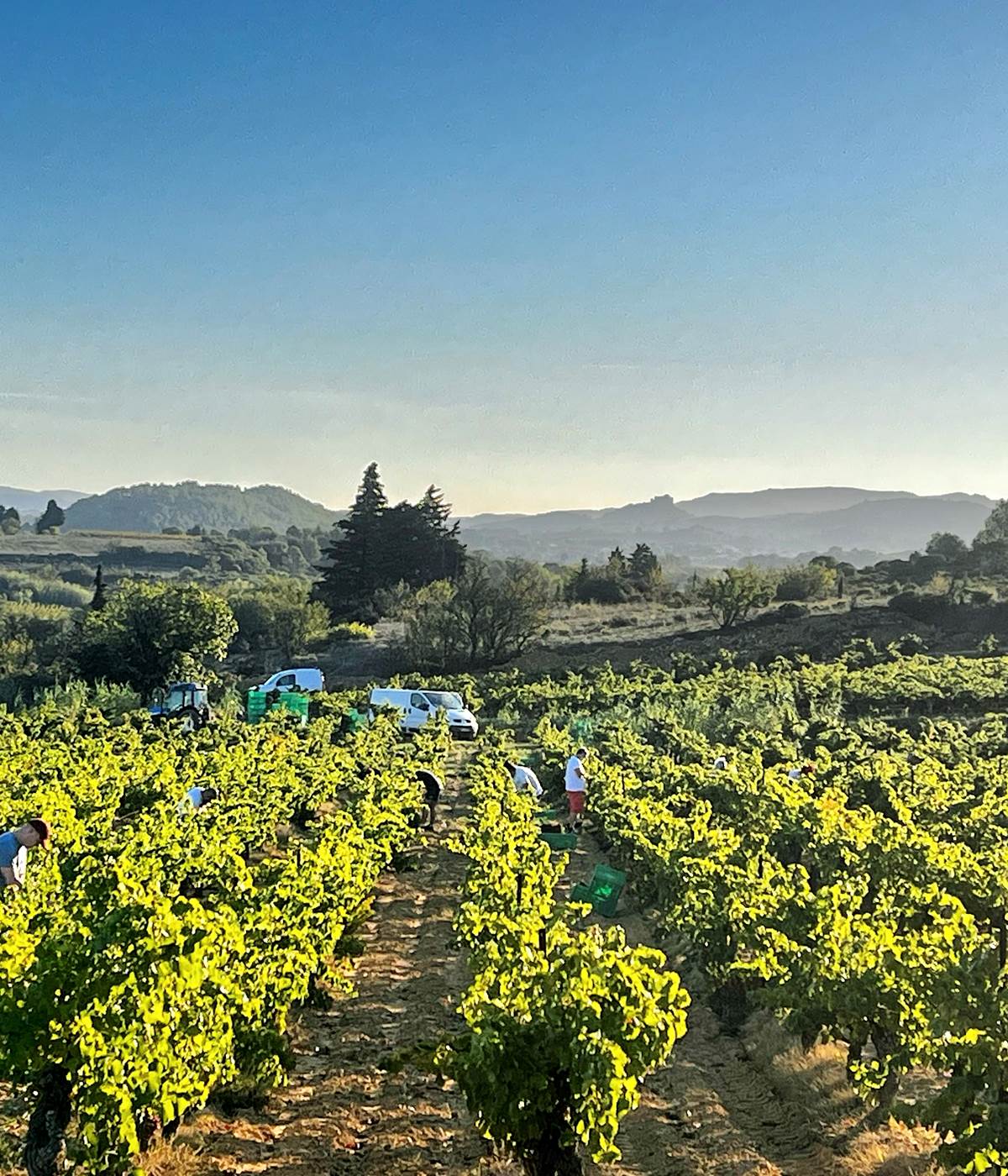 vendanges manuelles du grenache-photo-news