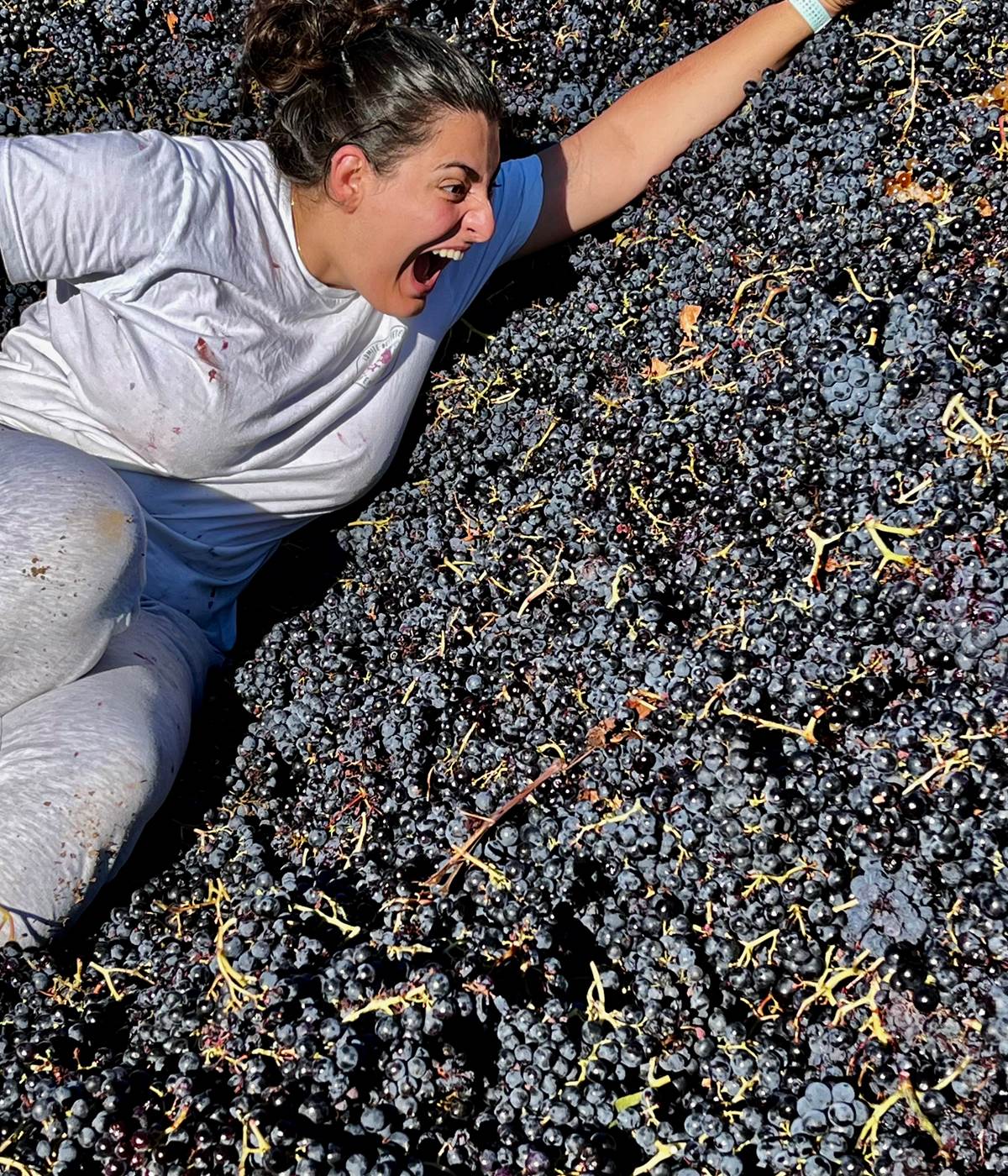 les carignans font leur star !-photo-news