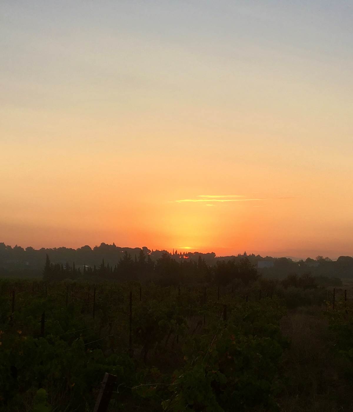lever de soleil à la vigne-photo-news