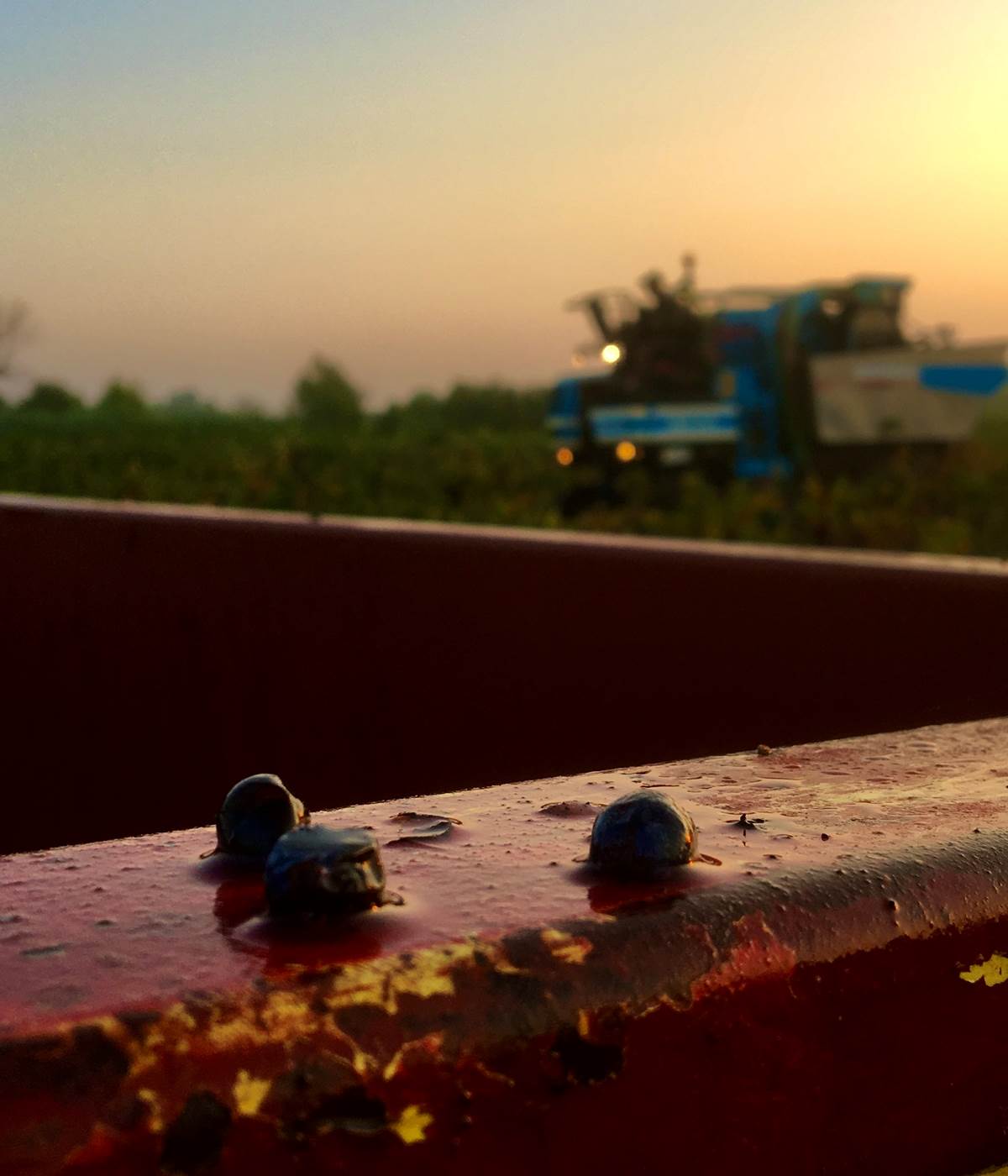 vendanges de nuit pour conserver les arômes-photo-news