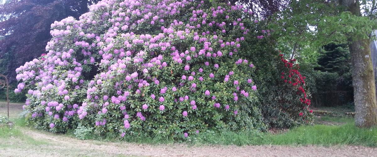 Rhododendrons - gîtes Vassivière