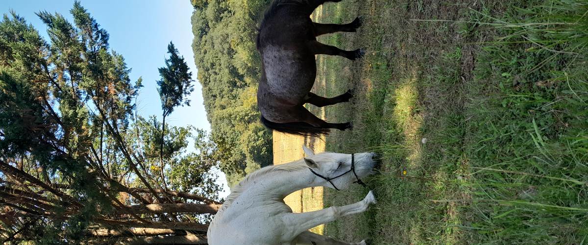 Domaine_de_Calabel©_Pouylebon_vacances_piscine_gers-carousel