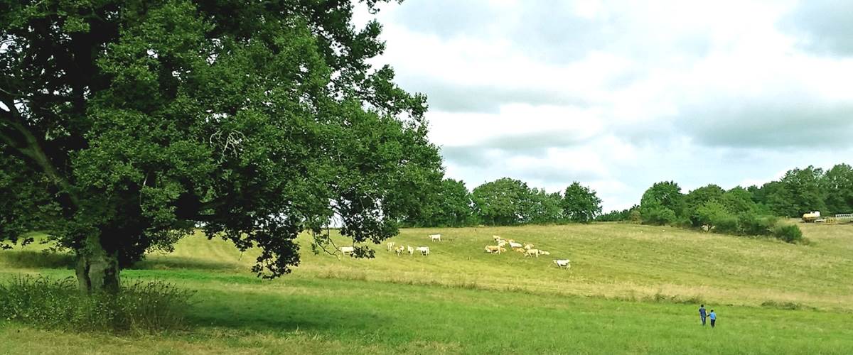 Le Domaine des Cyclamens_visite au pré