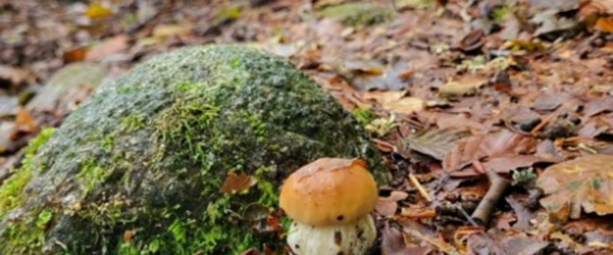 champignon foret vasssiviere creuse-carousel