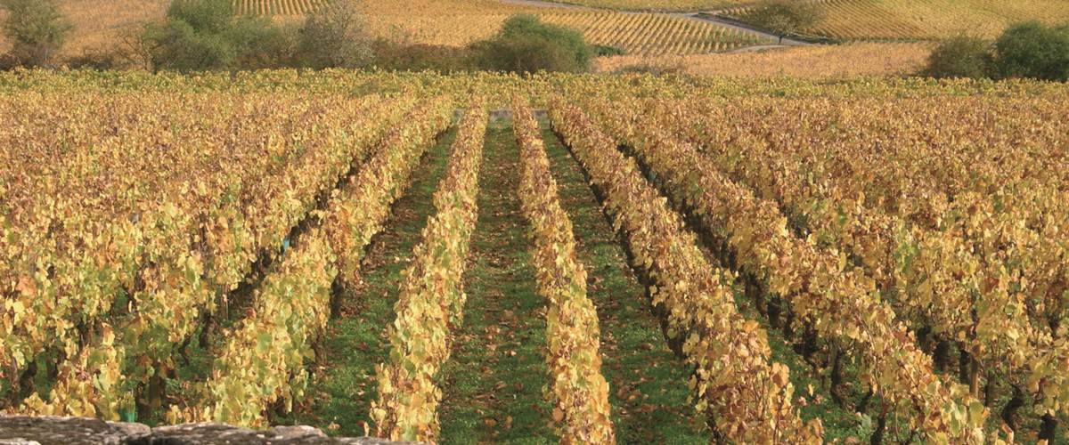 Automne dans les vignes de Meursault