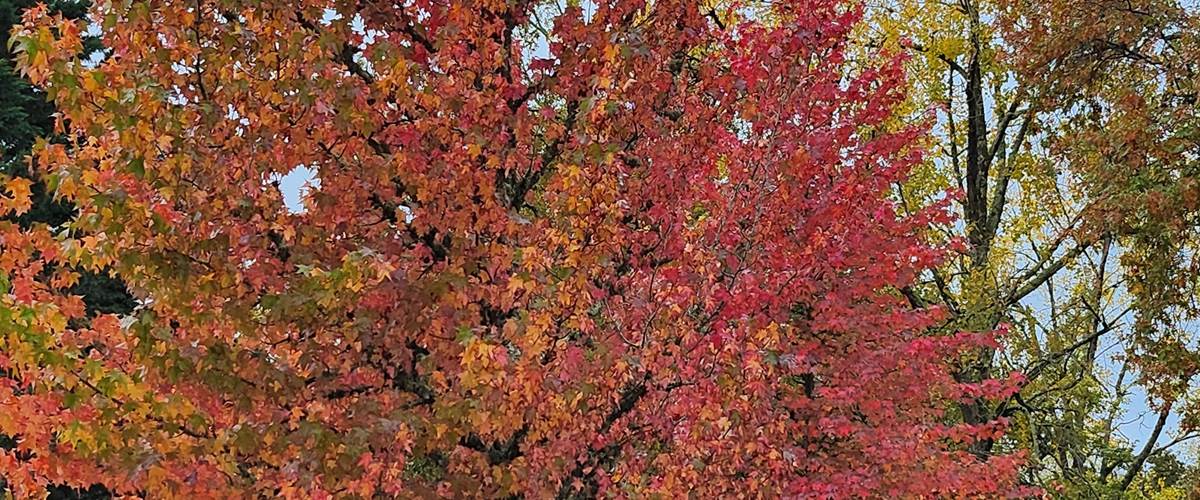 Bord du lac en automne