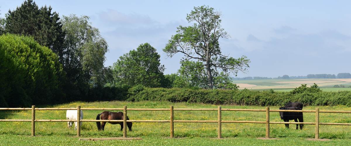 Les chevaux dans le fond du jardin