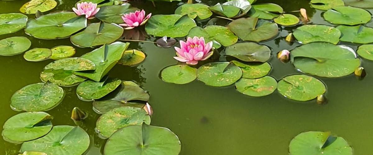 Nénuphars 1-carousel